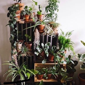 Meet your Posher, Dawn